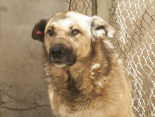 STEFKA, Hund, Mischlingshund in Bulgarien - Bild 14