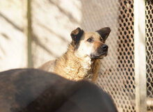STEFKA, Hund, Mischlingshund in Bulgarien - Bild 16