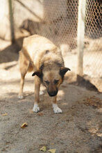 STEFKA, Hund, Mischlingshund in Bulgarien - Bild 17