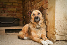 STEFKA, Hund, Mischlingshund in Bulgarien - Bild 2