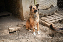 STEFKA, Hund, Mischlingshund in Bulgarien - Bild 4