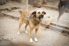 STEFKA, Hund, Mischlingshund in Bulgarien - Bild 5