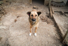 STEFKA, Hund, Mischlingshund in Bulgarien - Bild 7