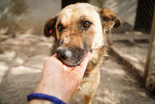 STEFKA, Hund, Mischlingshund in Bulgarien - Bild 8