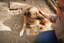 STEFKA, Hund, Mischlingshund in Bulgarien - Bild 9