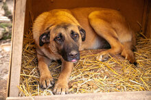 MERTHA, Hund, Mischlingshund in Bulgarien - Bild 1