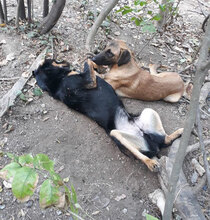 MERTHA, Hund, Mischlingshund in Bulgarien - Bild 10