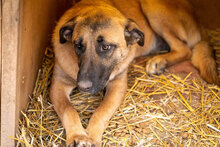MERTHA, Hund, Mischlingshund in Bulgarien - Bild 2