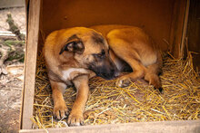 MERTHA, Hund, Mischlingshund in Bulgarien - Bild 3