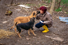 MERTHA, Hund, Mischlingshund in Bulgarien - Bild 4