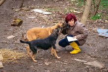 MERTHA, Hund, Mischlingshund in Bulgarien - Bild 5
