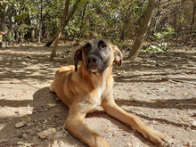 MERTHA, Hund, Mischlingshund in Bulgarien - Bild 6