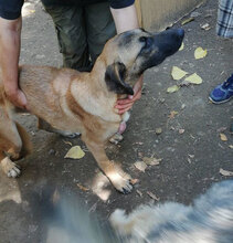 MERTHA, Hund, Mischlingshund in Bulgarien - Bild 7