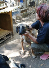 MERTHA, Hund, Mischlingshund in Bulgarien - Bild 8