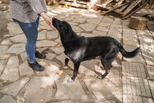 CHRISSY, Hund, Mischlingshund in Bulgarien - Bild 11