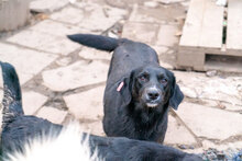 CHRISSY, Hund, Mischlingshund in Bulgarien - Bild 12