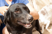CHRISSY, Hund, Mischlingshund in Bulgarien - Bild 14