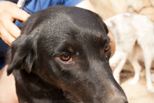 CHRISSY, Hund, Mischlingshund in Bulgarien - Bild 15