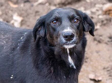 CHRISSY, Hund, Mischlingshund in Bulgarien - Bild 2