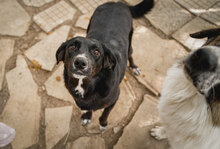 CHRISSY, Hund, Mischlingshund in Bulgarien - Bild 3