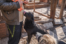 CHRISSY, Hund, Mischlingshund in Bulgarien - Bild 4