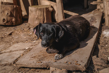 CHRISSY, Hund, Mischlingshund in Bulgarien - Bild 6