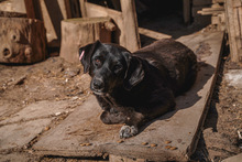 CHRISSY, Hund, Mischlingshund in Bulgarien - Bild 7
