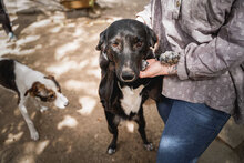 CHRISSY, Hund, Mischlingshund in Bulgarien - Bild 8