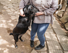 CHRISSY, Hund, Mischlingshund in Bulgarien - Bild 9