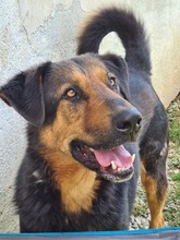 SPIKE, Hund, Mischlingshund in Rumänien - Bild 1
