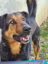 SPIKE, Hund, Mischlingshund in Rumänien - Bild 11