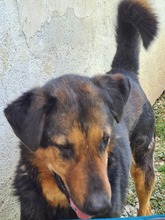 SPIKE, Hund, Mischlingshund in Rumänien - Bild 2