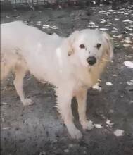 MIKAEL, Hund, Mischlingshund in Rumänien - Bild 1