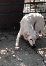 MIKAEL, Hund, Mischlingshund in Rumänien - Bild 2