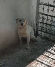 MIKAEL, Hund, Mischlingshund in Rumänien - Bild 3