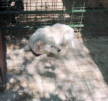 MIKAEL, Hund, Mischlingshund in Rumänien - Bild 4