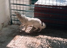 MIKAEL, Hund, Mischlingshund in Rumänien - Bild 6