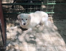MIKAEL, Hund, Mischlingshund in Rumänien - Bild 7