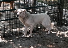 MIKAEL, Hund, Mischlingshund in Rumänien - Bild 8
