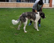 MILAN, Hund, Herdenschutzhund in Spanien - Bild 10