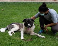 MILAN, Hund, Herdenschutzhund in Spanien - Bild 2