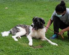 MILAN, Hund, Herdenschutzhund in Spanien - Bild 3