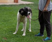 MILAN, Hund, Herdenschutzhund in Spanien - Bild 6