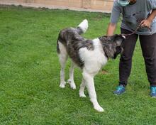 MILAN, Hund, Herdenschutzhund in Spanien - Bild 8