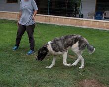MILAN, Hund, Herdenschutzhund in Spanien - Bild 9