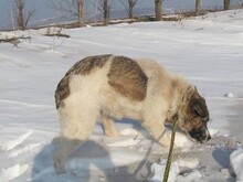KASHA, Hund, Mischlingshund in Ehningen - Bild 8