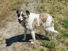 KASHA, Hund, Mischlingshund in Ehningen - Bild 9