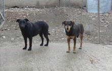 MANOU, Hund, Mischlingshund in Griechenland - Bild 4