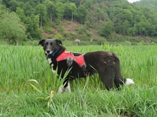 FRANY, Hund, Mischlingshund in Bad Karlshafen - Bild 2
