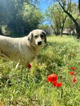 KATIA, Hund, Mischlingshund in Griechenland - Bild 1